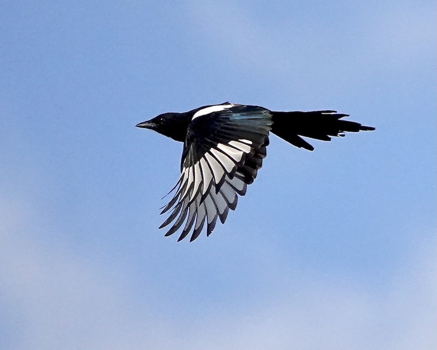 magpie